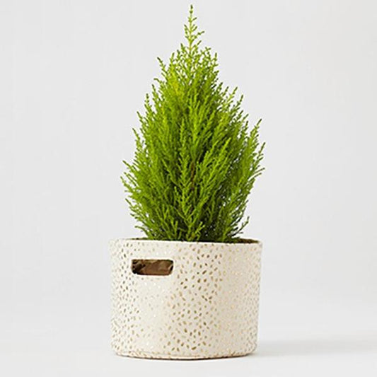 Petit Pehr Kids accessories Gold Foil Mini - Ever Simplicity